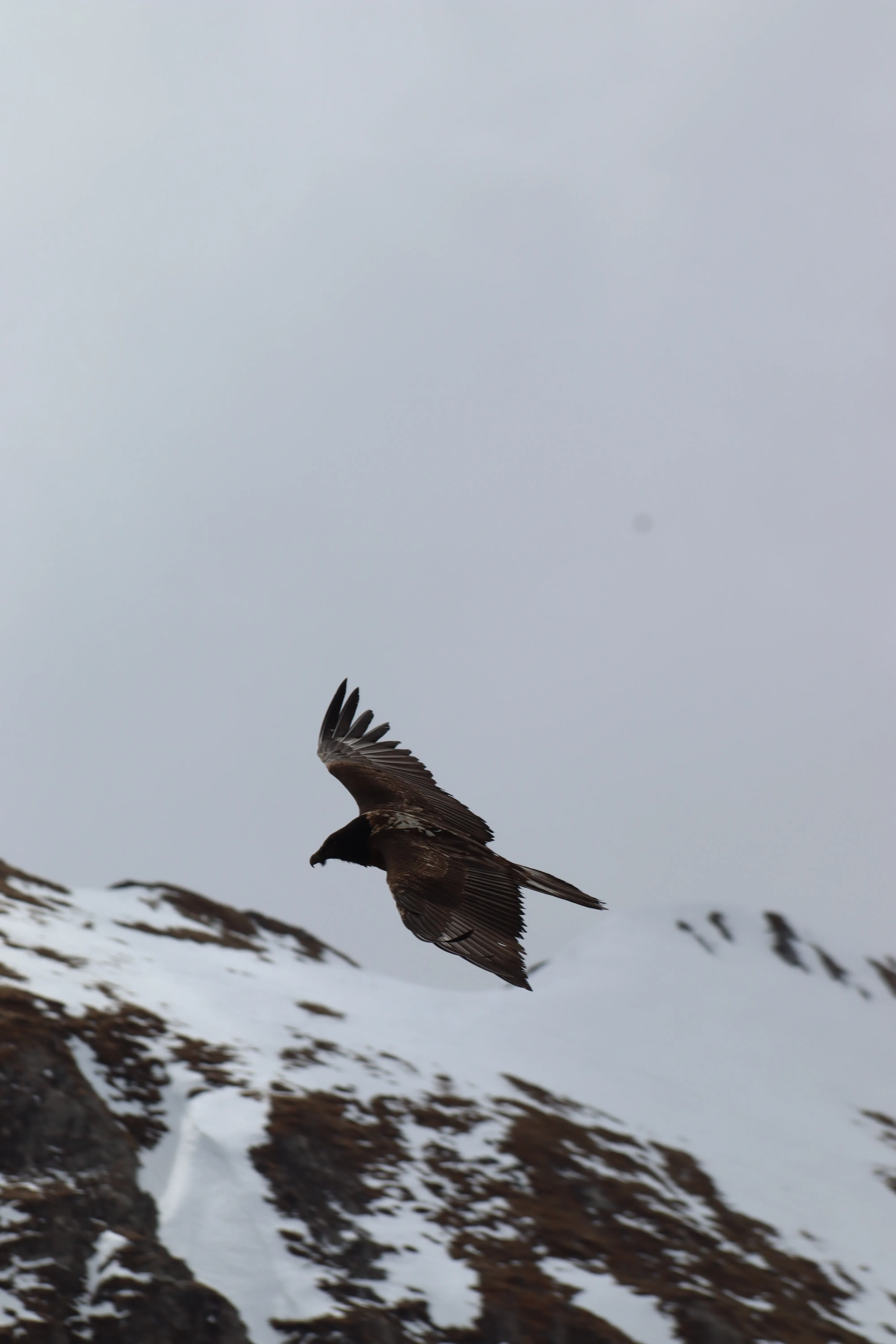 Grammont — 2